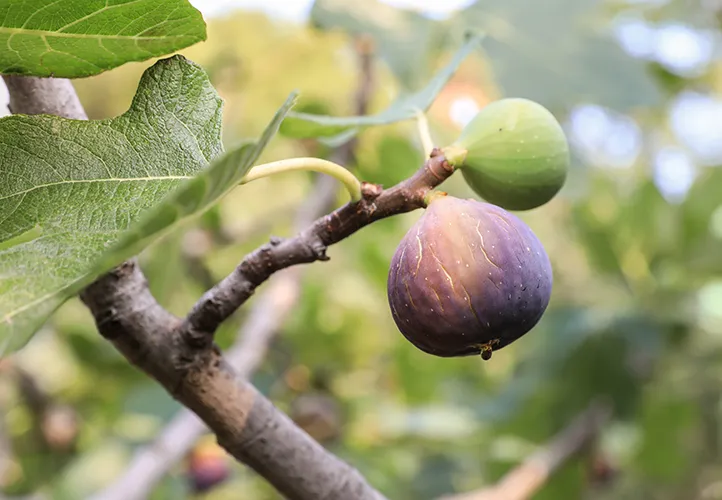 fig plants