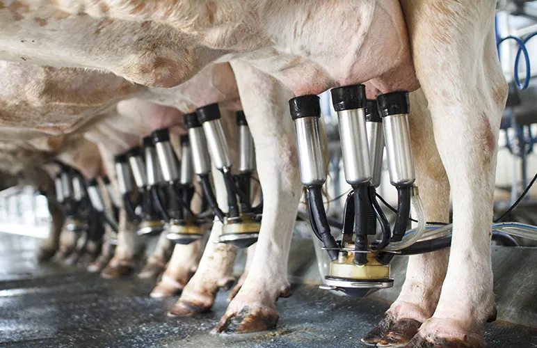 Close up of cow's udders to which milking machines have been attached
