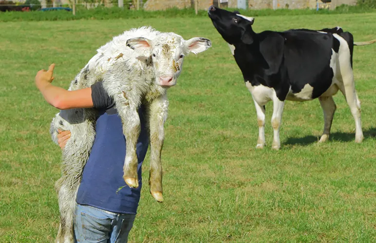 Farmer carrying a calf in front of a cow