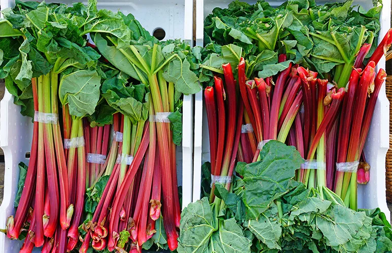 rhubarb