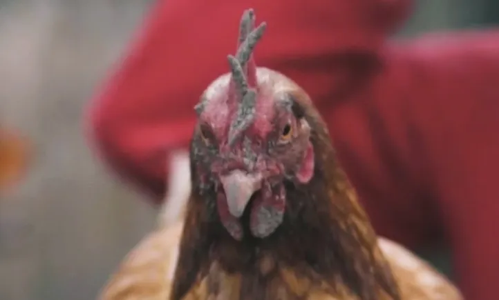 Closeup of a chicken's head