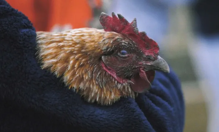 Closeup of a cockerel's head