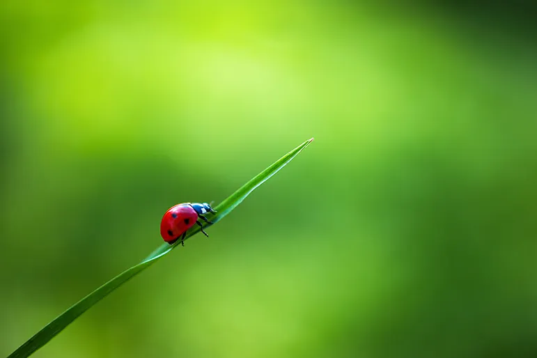 Ladybird