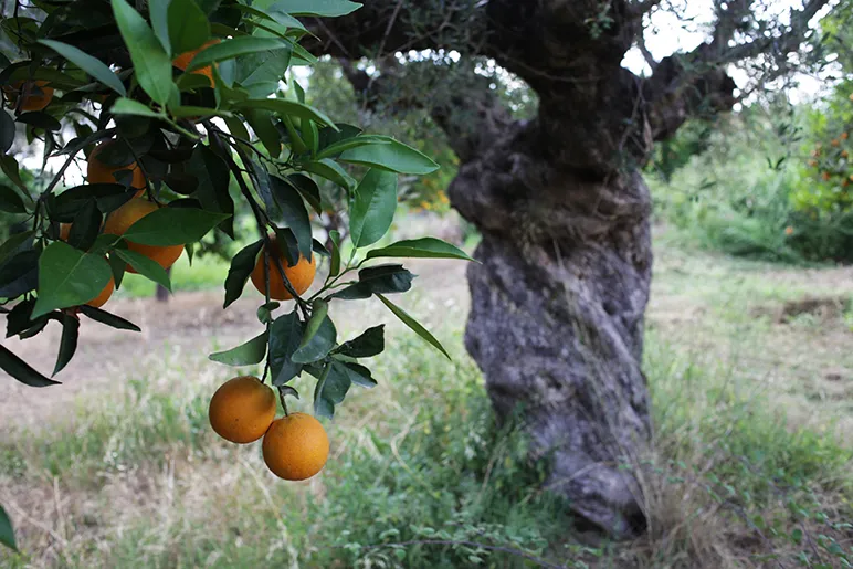 Orange tree