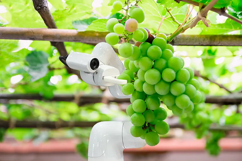Robot picking grapes