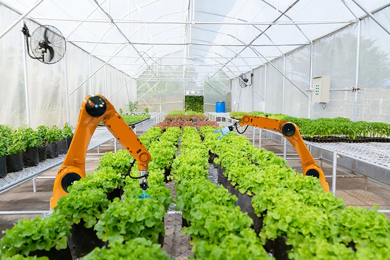 Robots in poly tunnel farming vegetables