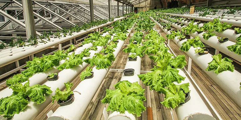 Urban farm with plants growing from holes cut in plastic tubes filled with soil