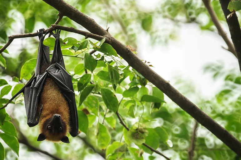 Bat hanging from tree