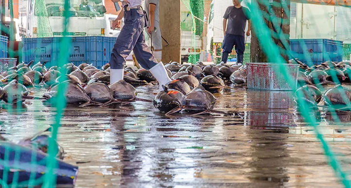 Fish on floor of fish market