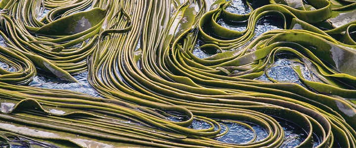 Low Trophic Aquaculture