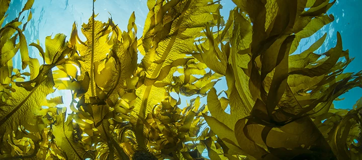 Seaweed