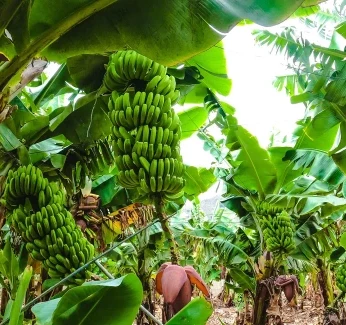 mobile-banner-bananaplantations.webp
