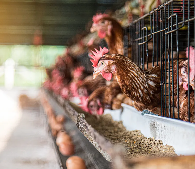 Legebatterien | Die Geschichte hinter deinem Fr&uuml;hst&uuml;cksei