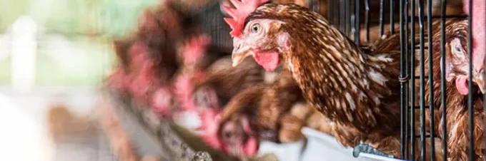 legebatterien-die-geschichte-hinter-deinem-fruehstuecksei