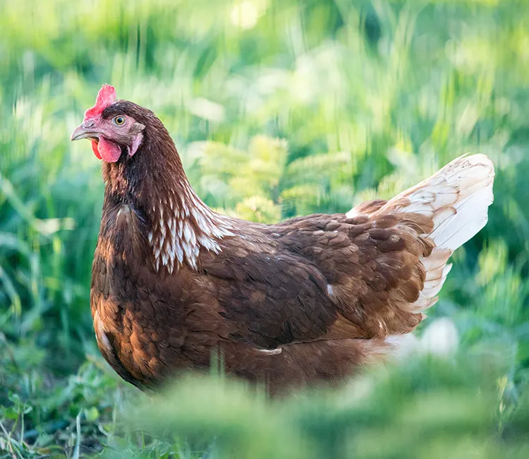 Hühnerhaltung in der Stadt | Hier spricht die Expertin