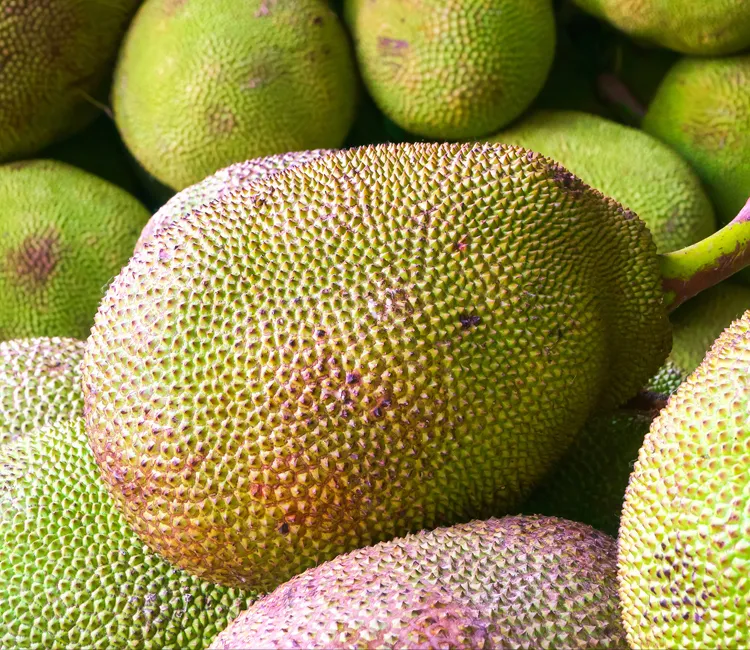 Jackfrüchte | Wie sie angebaut werden