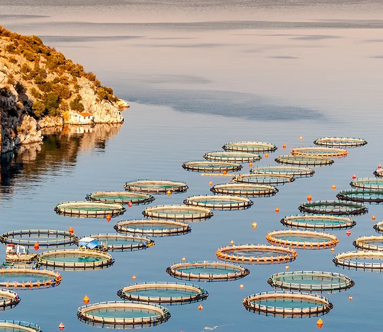 Fischzuchten: Das ASC-Zertifikat | Nachhaltige Meeresfr&uuml;chte kaufen