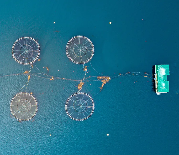 Digitalisierung: Besseres Aquakultur- und Fischereimanagement