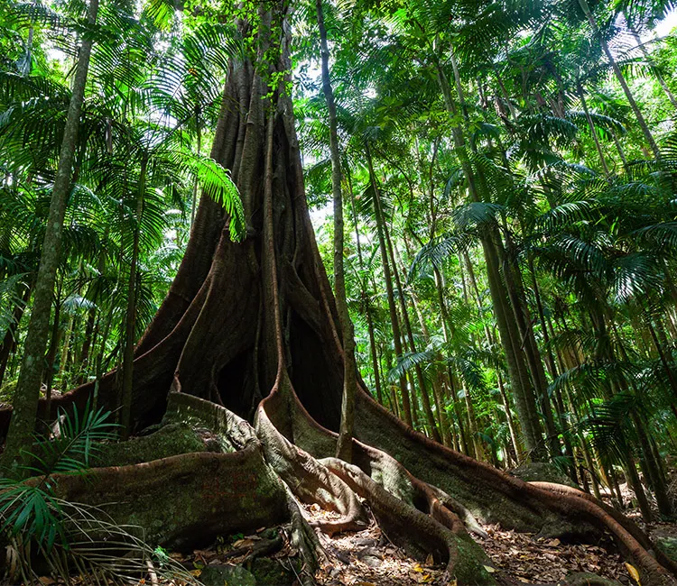 Wie Feigenbäume Wälder wieder aufforsten und die Biodiversität unterstützen
