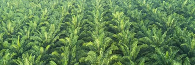 probleme-mit-palmoel-die-wahren-kosten-der-produktion