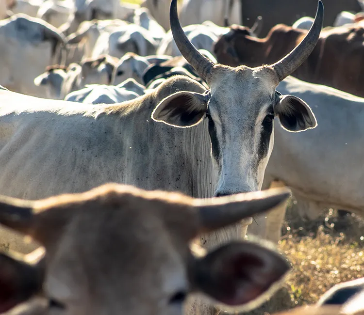 Kann der Einfluss von Aktionären die Abholzung in Brasilien stoppen?