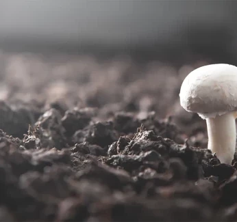 mushroom-farming-category.webp