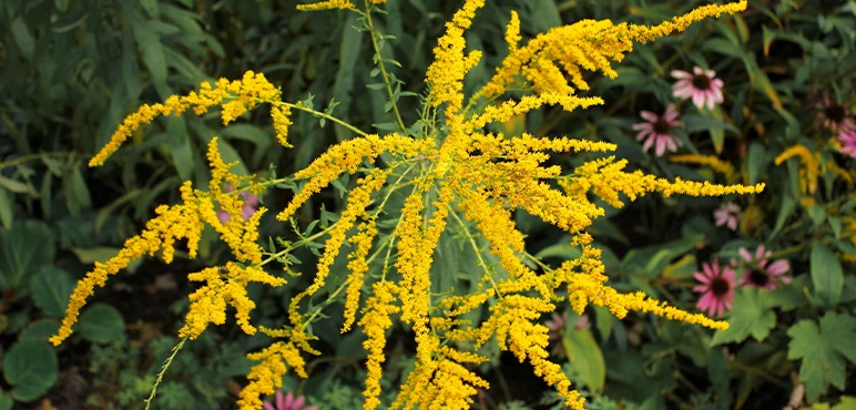 Ambrosia, or annual ragweed