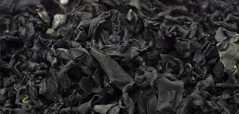 Wakame, a kind of Japanese dried seaweed