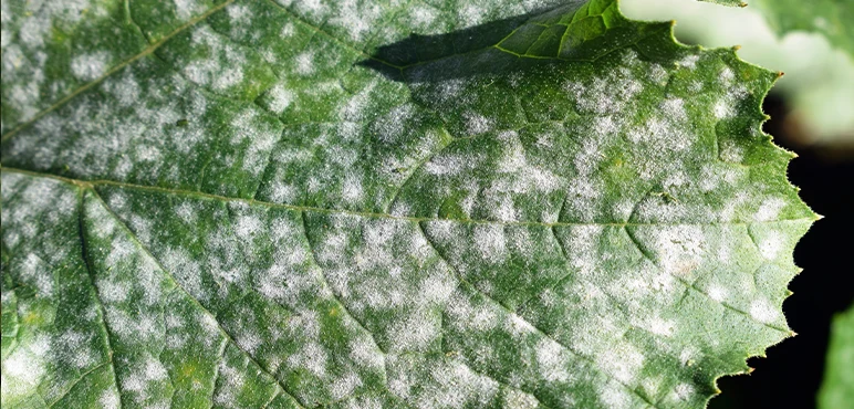 Mycellium powder, the powdered form of inter-fungal connectivity networks