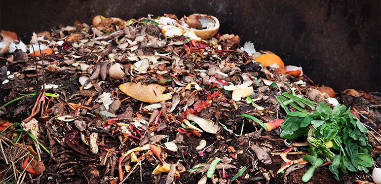 s it okay for animals to eat food that we waste?