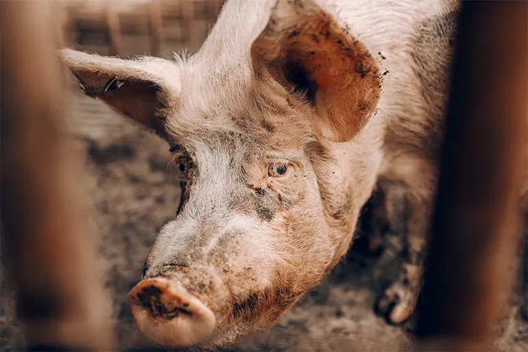 Pig food from food waste: are there any risks involved?