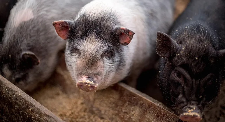 Pig nutrition & food waste 