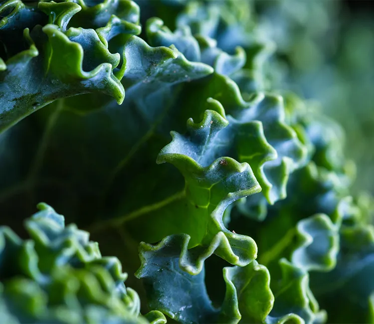 Calcium in pflanzenbasierter Ernährung | Vegane Calciumquellen