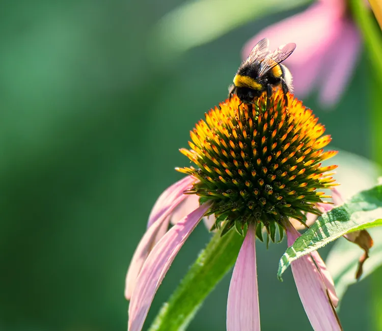 Wie Bestäubung funktioniert