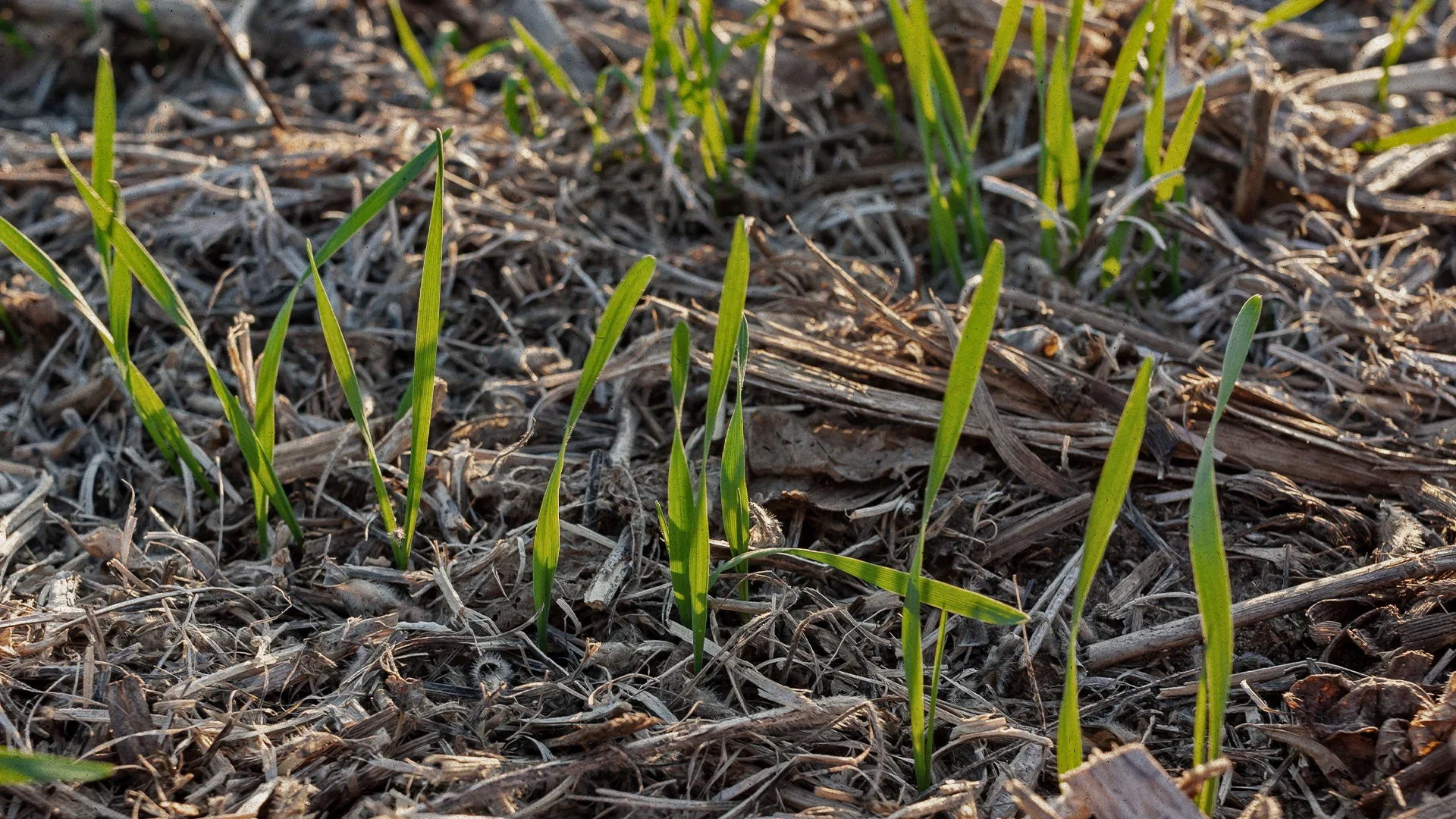Wie funktioniert Regenerative Landwirtschaft