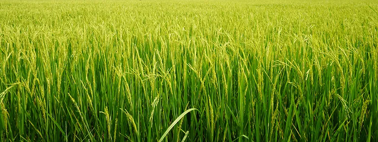 Rice field