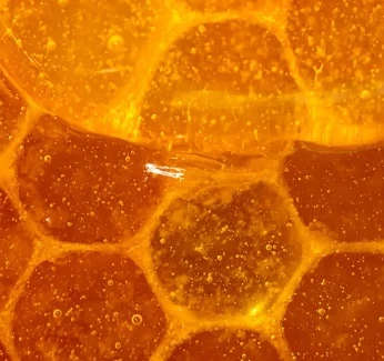 science-behind-honey-header_1.webp