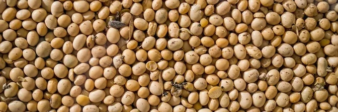 es-la-soja-perjudicial-para-el-medio-ambiente