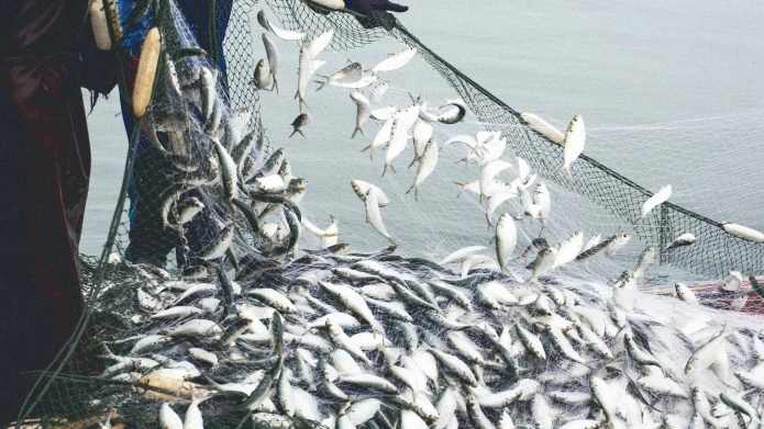 SustainableFishingQuotas_Banner1.webp