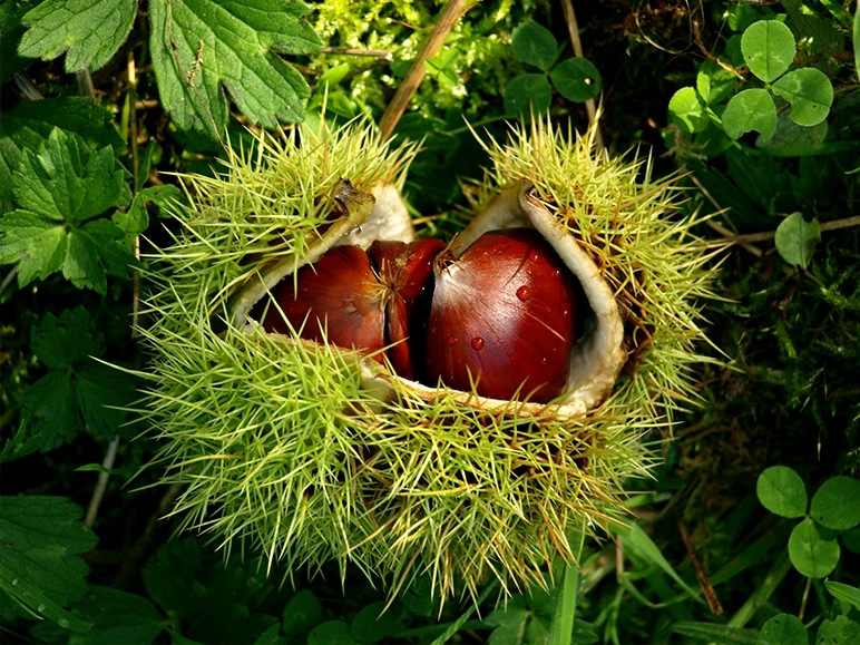 Chestnuts