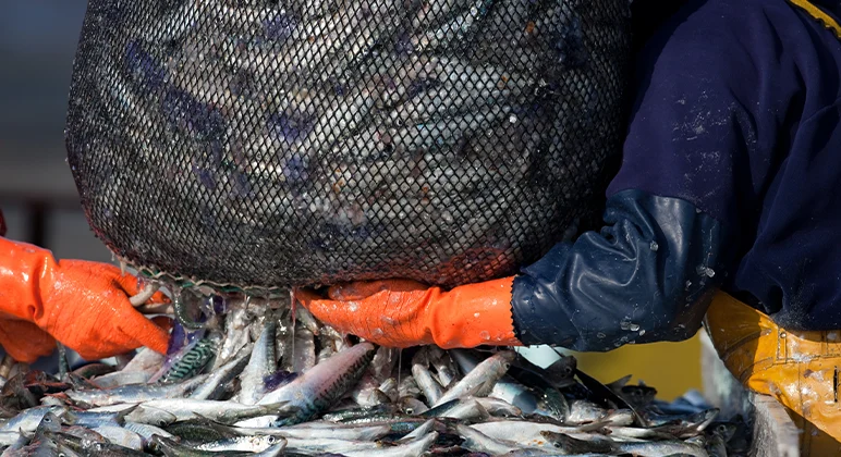 Fishing catch in net