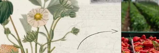 the-tale-of-the-modern-strawberry