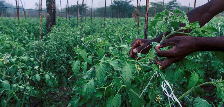 tomato plants