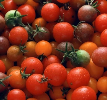 Tomatoes_Cost_of_Production_Thumb_new.webp