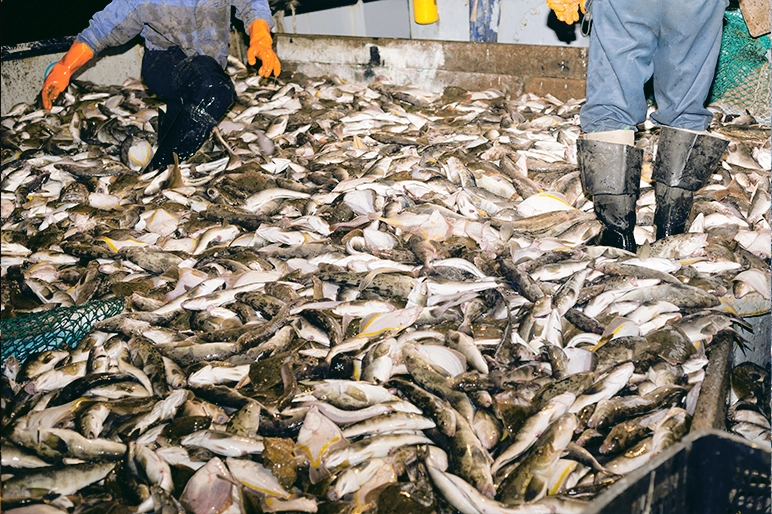 Fishermen knee deep in fish aboard a fishing trawler