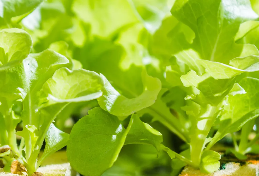 Vertikale Landwirtschaft | Was soll das eigentlich sein?