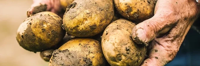 what-does-organic-really-mean