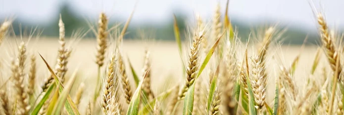 Wheat01.webp