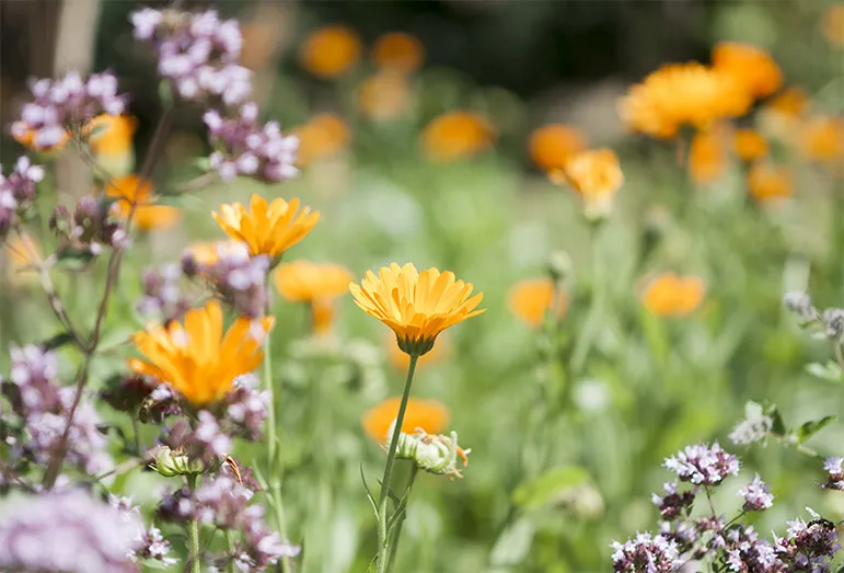 How are edible flowers grown